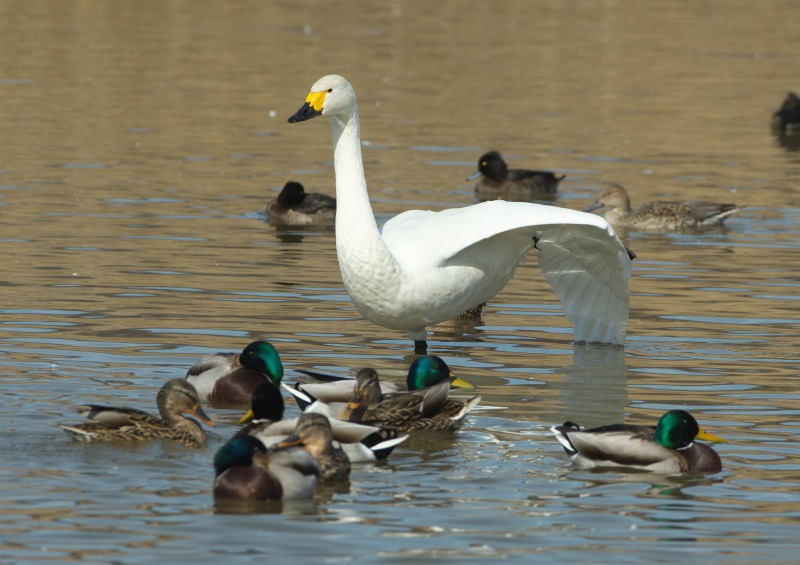 【画題】春待つコハクチョウ　【撮影地】長野県安曇野市