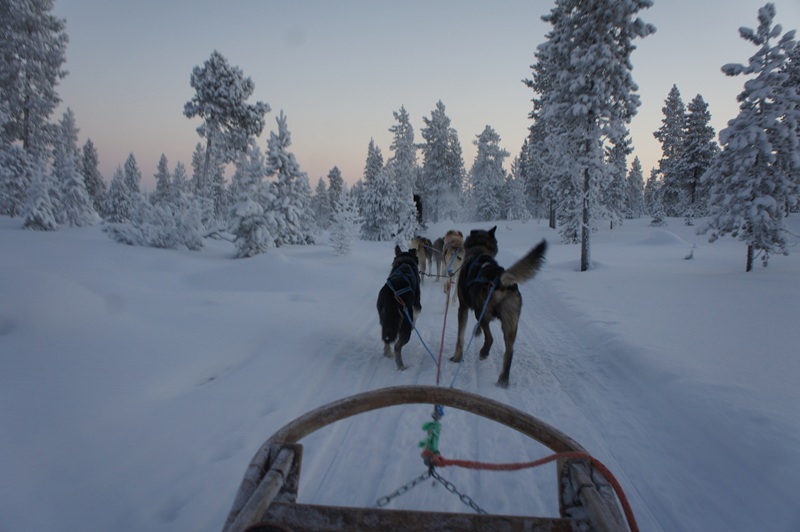 【画題】フィンランドで犬ぞり　【撮影地】フィンランド共和国