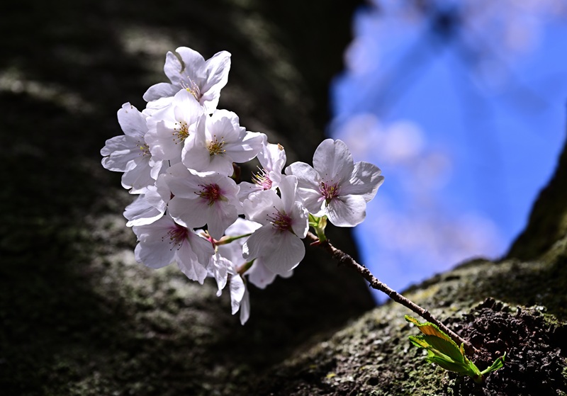 【画題】幹に宿る春　【撮影地】埼玉県さいたま市　調神社