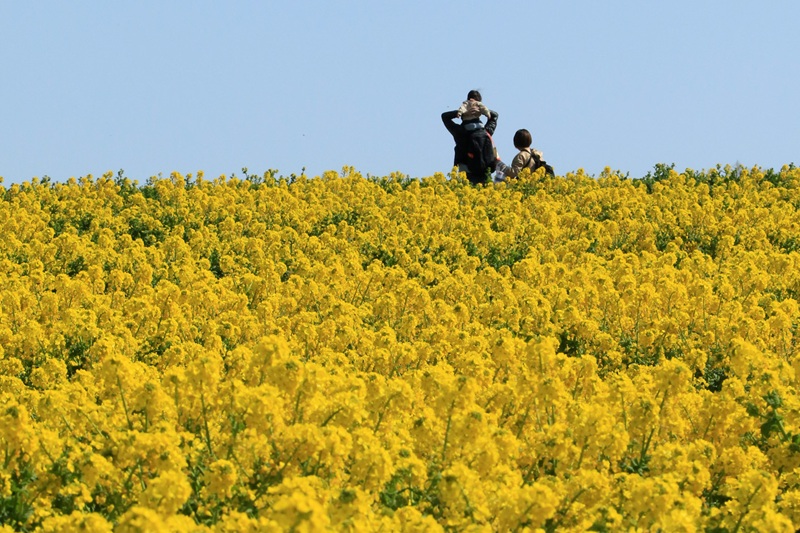 【画題】菜の花畑　【撮影地】愛知県知多郡