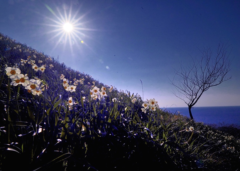 【画題】日差しを浴びて　【撮影地】福井県丹生郡越前町
