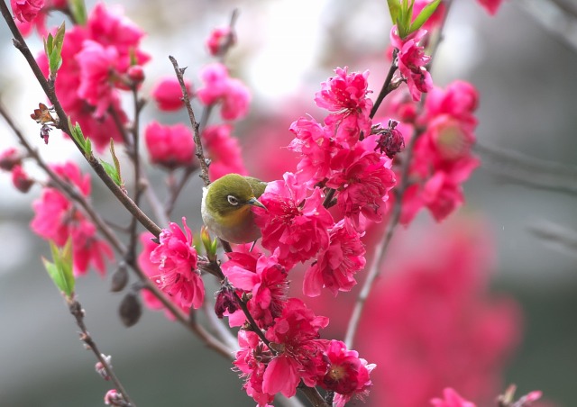 【画題】ヤマモモメジロ　【撮影地】愛知県東浦町