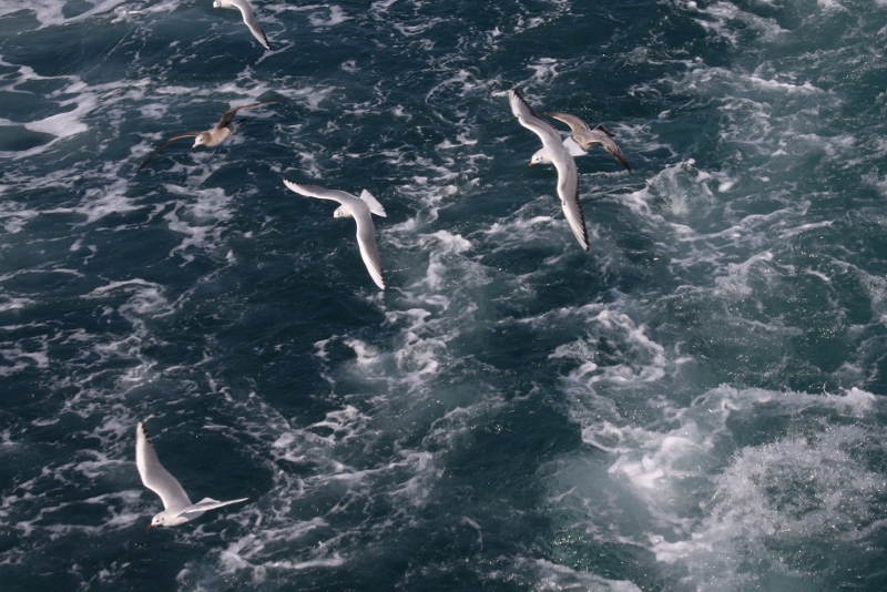 【画題】舞うカモメ　【撮影地】徳島県鳴門市